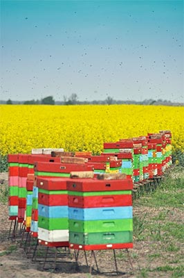 kolorowe ule pszczele