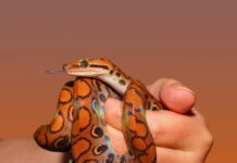 Jak rozpocząć hodowle węża