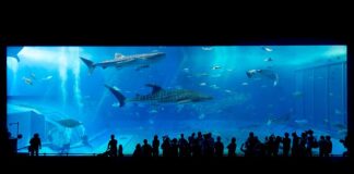 Czy w Zatoce Tajlandzkiej są rekiny?