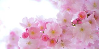 Jakie rośliny do terrarium tropikalnego?