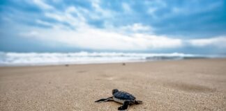 Jakie gady można trzymać w domu?