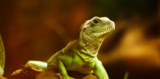 Czy agama brodata sika?