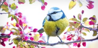 Jaki ser żółty do sosu?