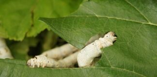 Jak smakuje żywność liofilizowana?