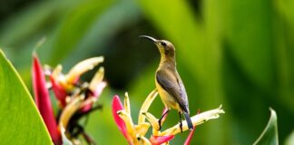 Czy trzeba włączyć roaming w Turcji?