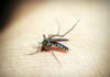 Jak chronić się przed denga?