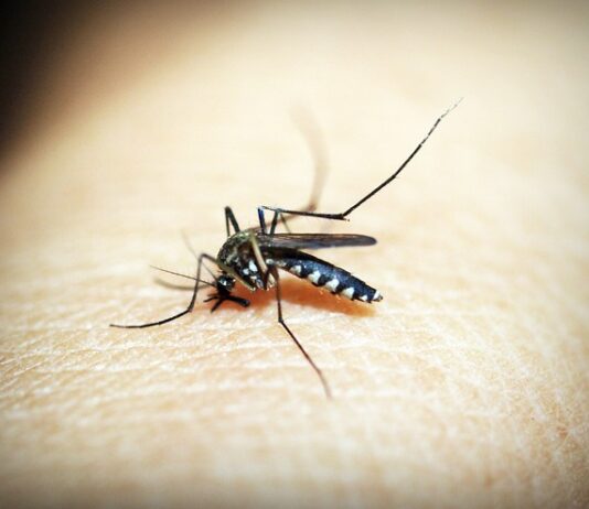 Jak chronić się przed denga?