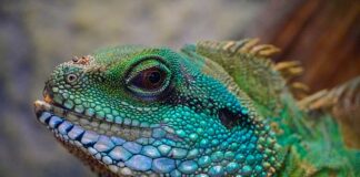 Czy są jadowite jaszczurki?