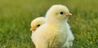 Czym wyłożyć wybieg dla królika?