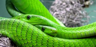 Jakie węże są w Tajlandii?