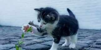 Jakie są małe zwierzęta domowe?