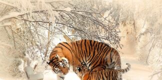 Gdzie jest najwięcej tygrysów?