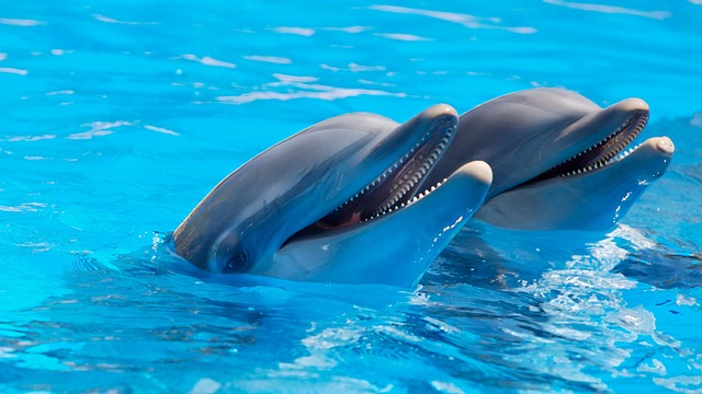 Czy delfiny gwałcą?