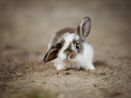 Czy króliki lubią piasek?
