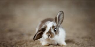 Czy króliki lubią piasek?