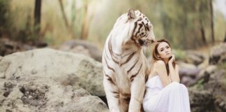 Czy tygrysy wchodzą na drzewa?