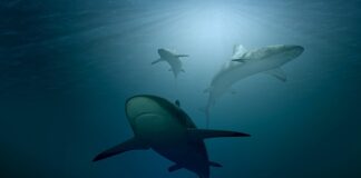 Ile kosztuje rekin w Polsce?