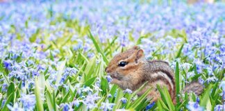 Jaki gryzoń jest najfajniejszy?