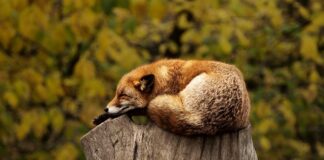 Jak dostać wizę do Tajlandii?