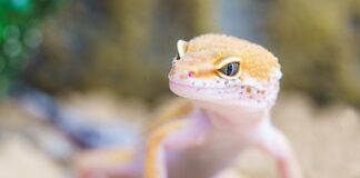 Czy gekony się myje?