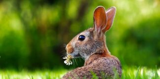 Co zrobić żeby królik załatwiał się do kuwety?