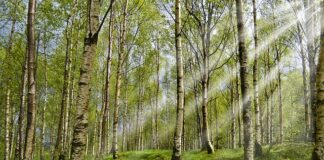 Czy w Egipcie są kleszcze?