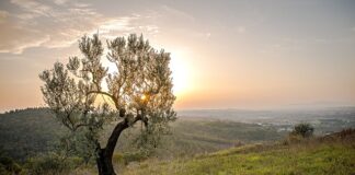 Co można zrobić na drugie danie?