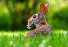Czy królik może mieć trociny w klatce?