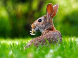 Czy królik może mieć trociny w klatce?