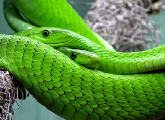 Jakie węże występują w Tajlandii?