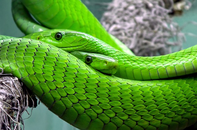 Jakie węże występują w Tajlandii?