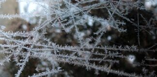 Czy można mrozić ser żółty w plasterkach?