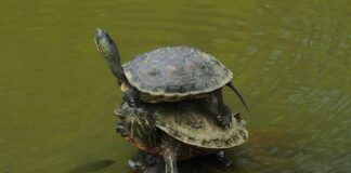 Czy można nakładać żywicę na żywicę?