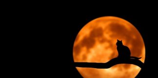 Jakie zwierzątko do mieszkania w bloku?